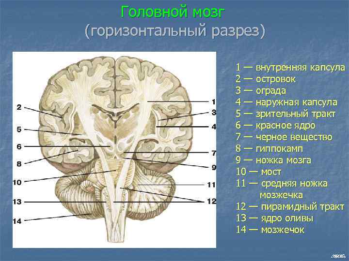 Головной мозг (горизонтальный разрез) 1 — внутренняя капсула 2 — островок 3 — ограда
