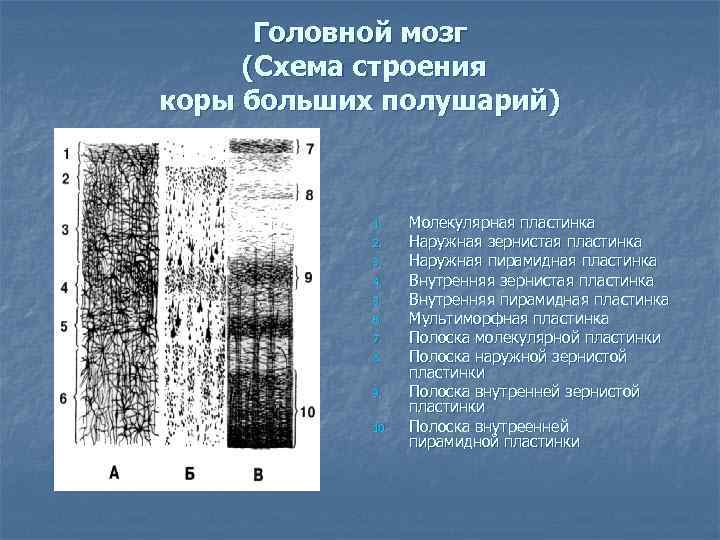 Головной мозг (Схема строения коры больших полушарий) 1. 2. 3. 4. 5. 6. 7.