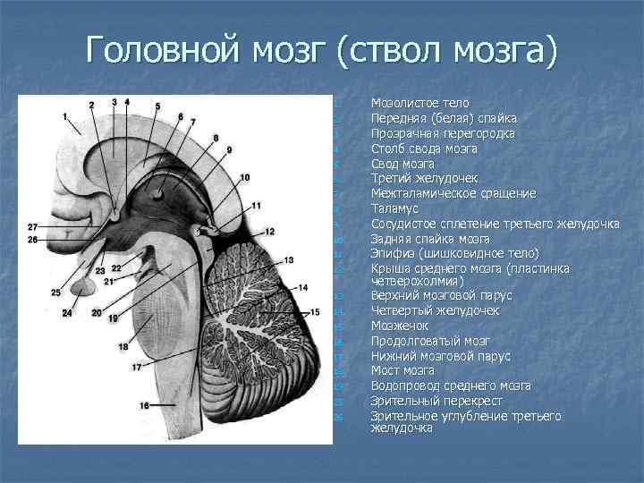Головной мозг (ствол мозга) 1. 2. 3. 4. 5. 6. 7. 8. 9. 10.