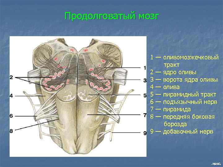 Продолговатый мозг 1 — оливомозжечковый тракт 2 — ядро оливы 3 — ворота ядра
