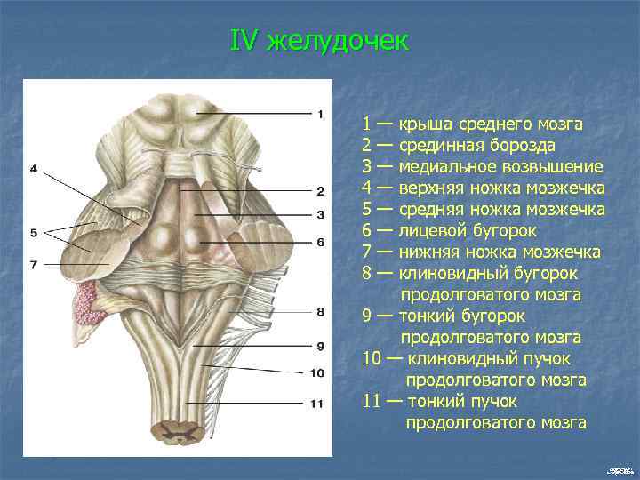 IV желудочек 1 2 3 4 5 6 7 8 — — — —
