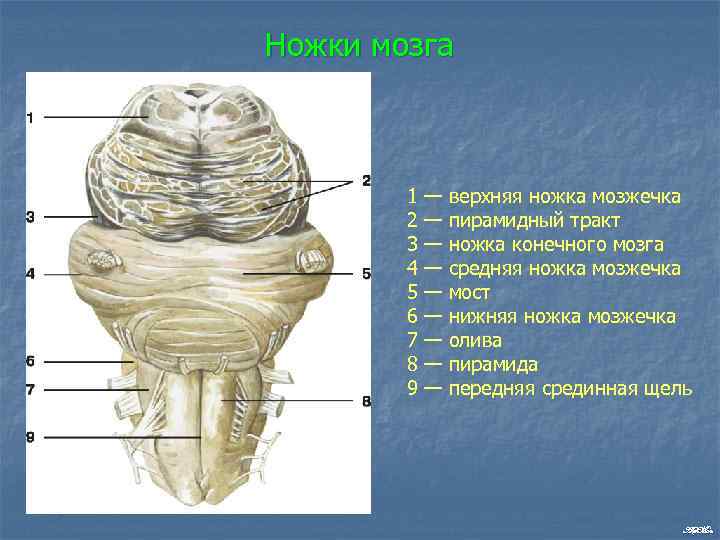 Ножки мозга 1 2 3 4 5 6 7 8 9 — — —