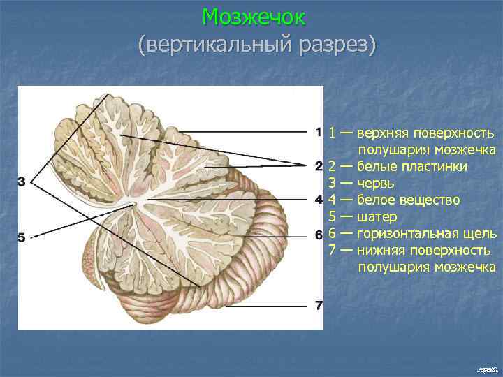 Мозжечок (вертикальный разрез) 1 — верхняя поверхность полушария мозжечка 2 — белые пластинки 3
