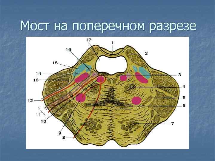 Мост на поперечном разрезе 