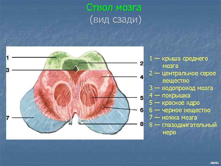 Ствол мозга (вид сзади) 1 — крыша среднего мозга 2 — центральное серое вещество