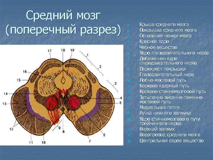 Средний мозг (поперечный разрез) 1. 2. 3. 4. 5. 6. 7. 8. 9. 10.