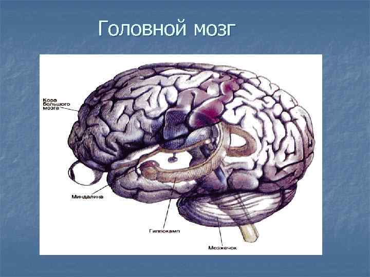 Головной мозг 