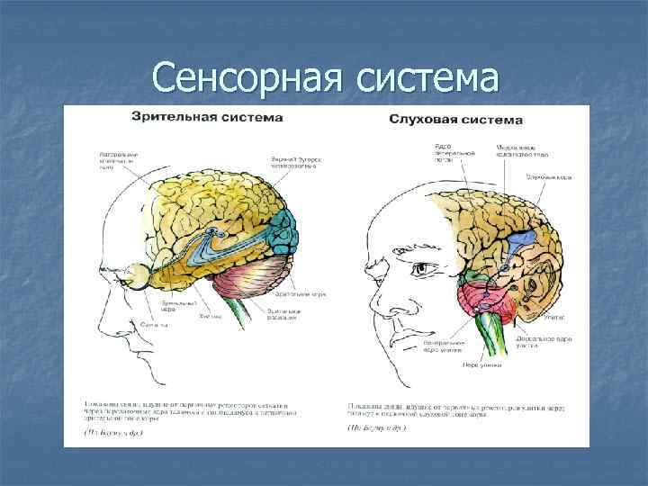 Сенсорная система 