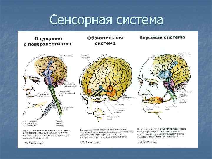 Сенсорная система 