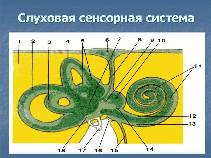 Слуховая сенсорная система 