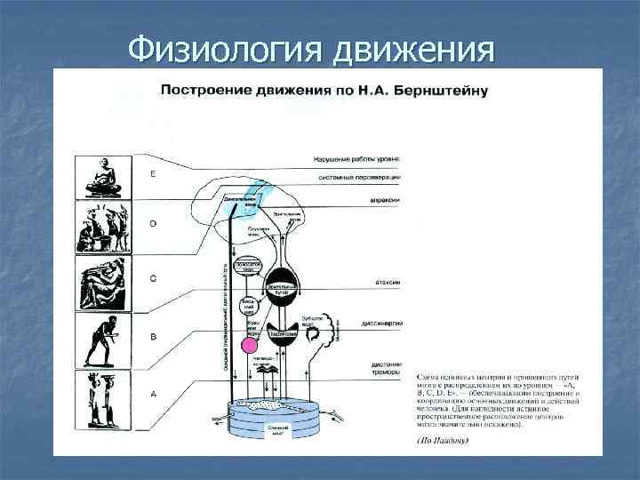 Физиология движения 
