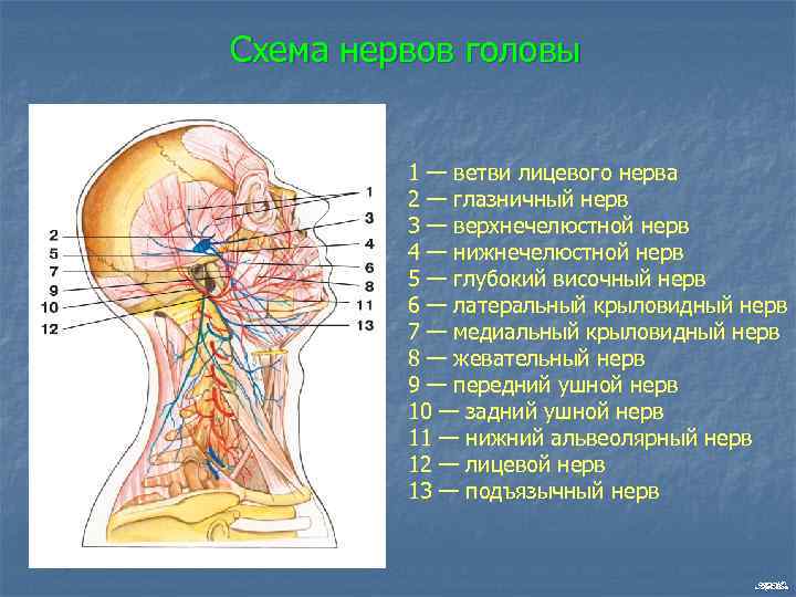 Схема нервов головы 1 — ветви лицевого нерва 2 — глазничный нерв 3 —