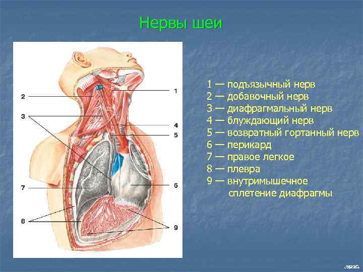 Нервы шеи 1 2 3 4 5 6 7 8 9 — — —