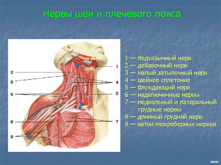 Нервы шеи и плечевого пояса 1 — подъязычный нерв 2 — добавочный нерв 3