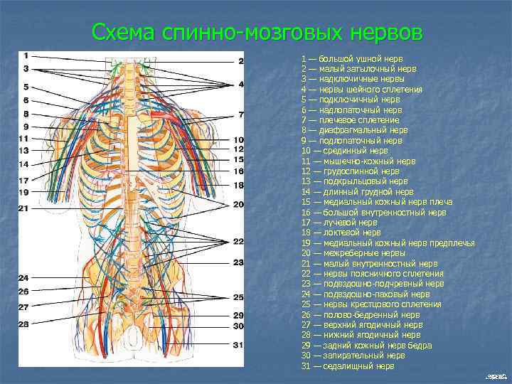 Схема спинно мозговых нервов 1 — большой ушной нерв 2 — малый затылочный нерв