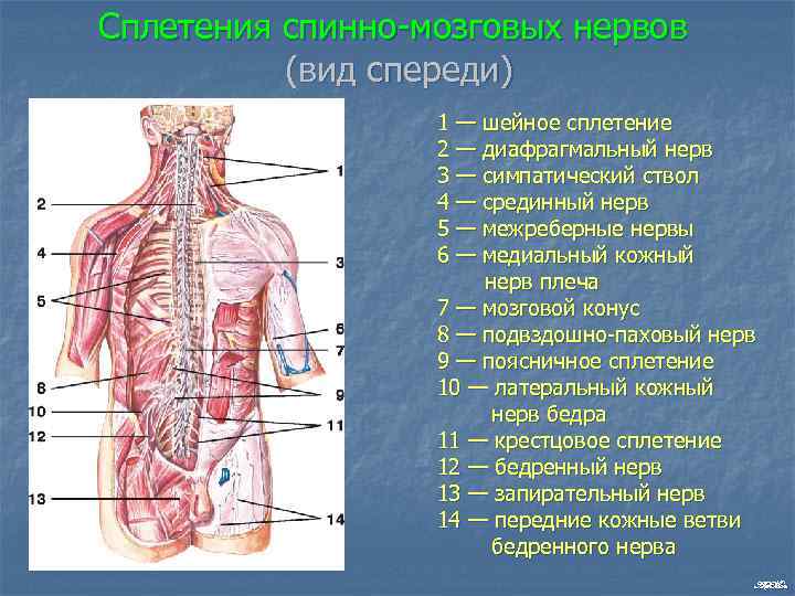 Сплетения спинно мозговых нервов (вид спереди) 1 — шейное сплетение 2 — диафрагмальный нерв