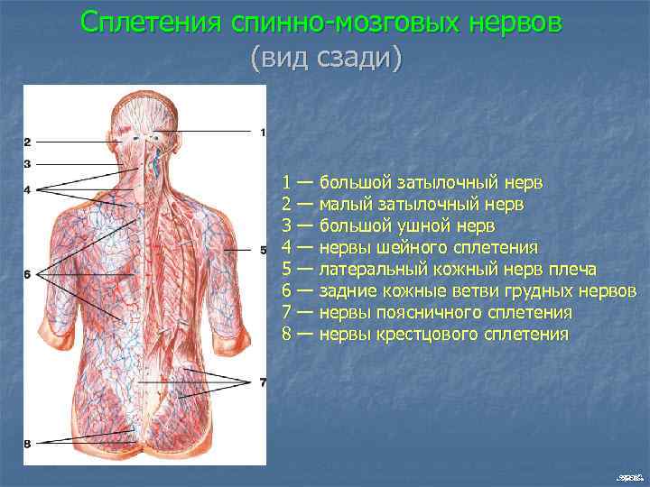 Сплетения спинно мозговых нервов (вид сзади) 1 — большой затылочный нерв 2 — малый