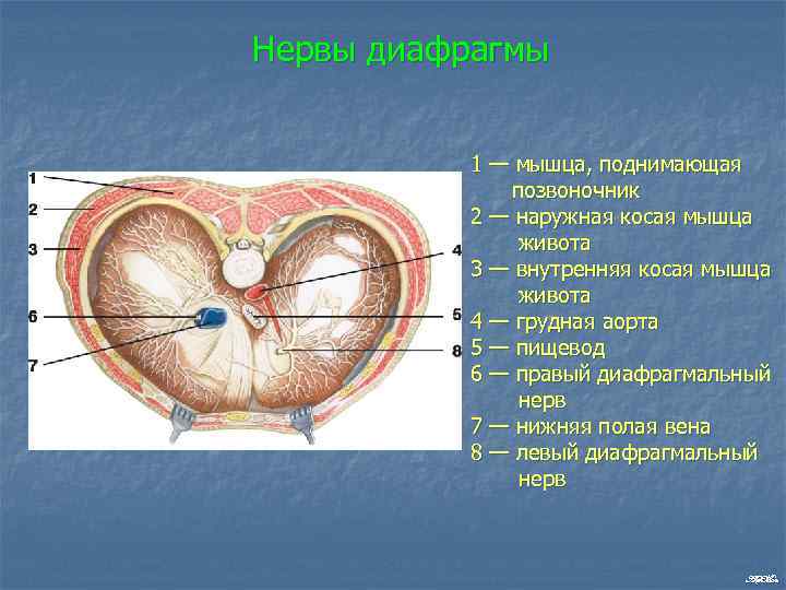 Нервы диафрагмы 1 — мышца, поднимающая позвоночник 2 — наружная косая мышца живота 3