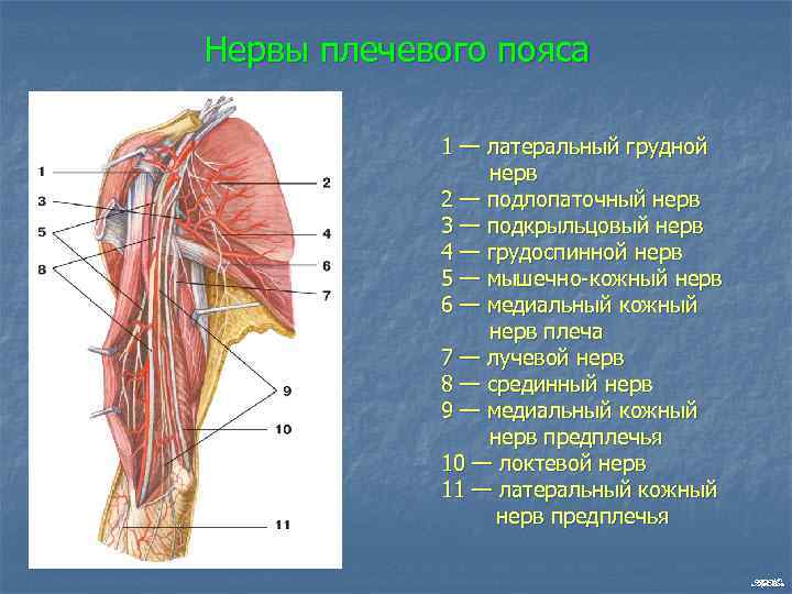 Нервы плечевого пояса 1 — латеральный грудной нерв 2 — подлопаточный нерв 3 —