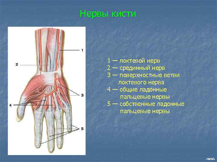Нервы кисти 1 — локтевой нерв 2 — срединный нерв 3 — поверхностные ветви