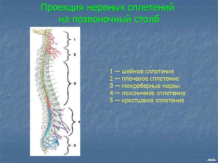 Проекция нервных сплетений на позвоночный столб 1 — шейное сплетение 2 — плечевое сплетение