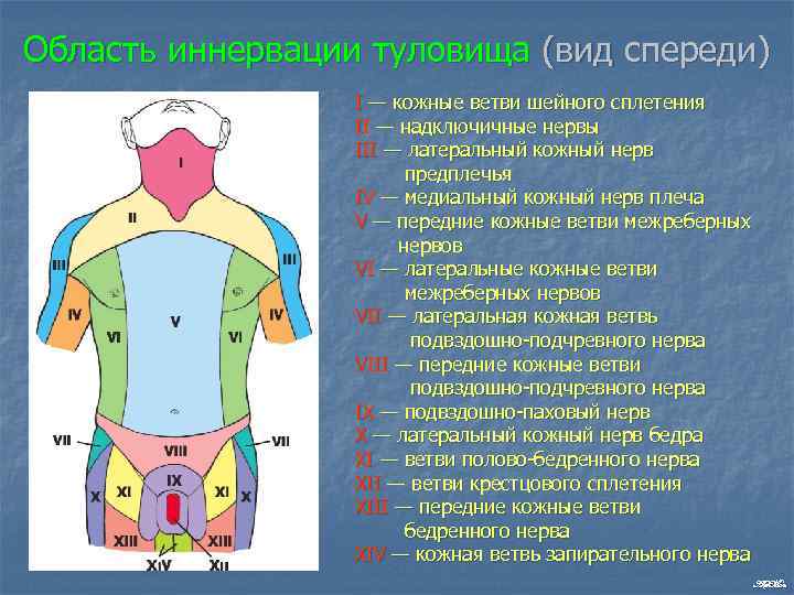 Область иннервации туловища (вид спереди) I — кожные ветви шейного сплетения II — надключичные