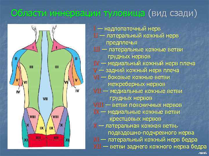 Области иннервации туловища (вид сзади) I — надлопаточный нерв II — латеральный кожный нерв
