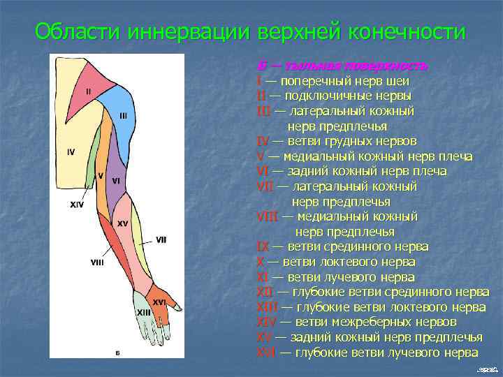 Области иннервации верхней конечности Б — тыльная поверхность I — поперечный нерв шеи II