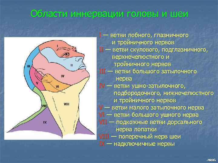 Области иннервации головы и шеи I — ветви лобного, глазничного и тройничного нервов II