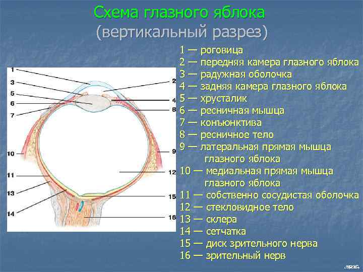 Схема глазного яблока (вертикальный разрез) 1 — роговица 2 — передняя камера глазного яблока
