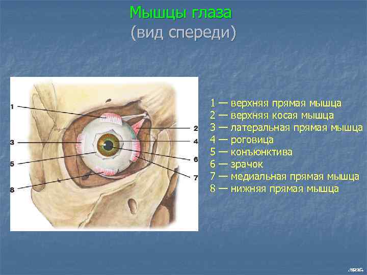 Мышцы глаза (вид спереди) 1 — верхняя прямая мышца 2 — верхняя косая мышца