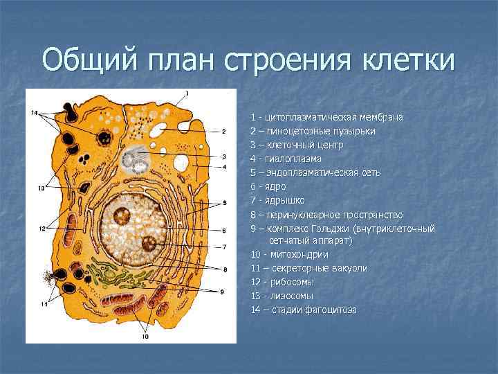 Общий план строения клетки 1 цитоплазматическая мембрана 2 – пиноцетозные пузырьки 3 – клеточный