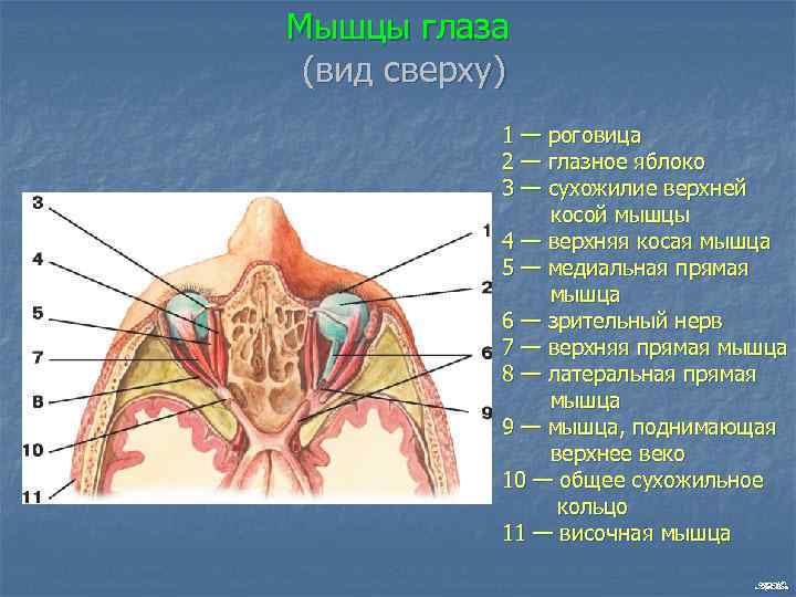 Мышцы глаза (вид сверху) 1 — роговица 2 — глазное яблоко 3 — сухожилие