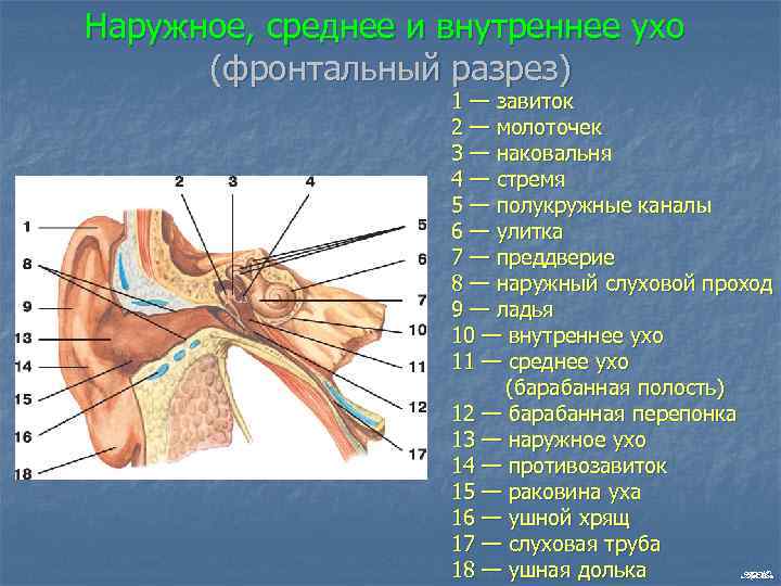 Наружное, среднее и внутреннее ухо (фронтальный разрез) 1 — завиток 2 — молоточек 3