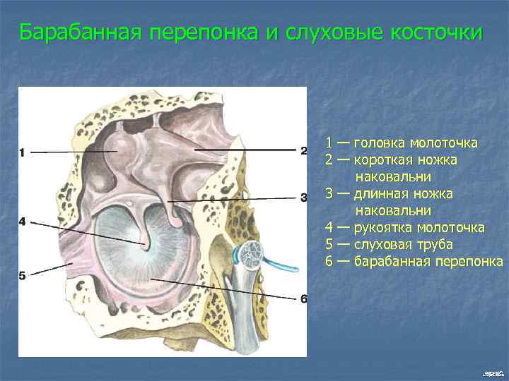 Барабанная перепонка и слуховые косточки 1 — головка молоточка 2 — короткая ножка наковальни