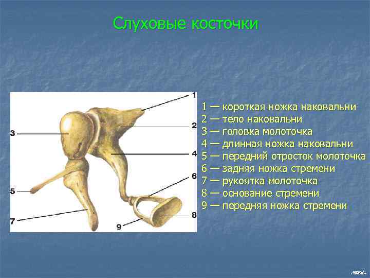 Слуховые косточки 1 — короткая ножка наковальни 2 — тело наковальни 3 — головка