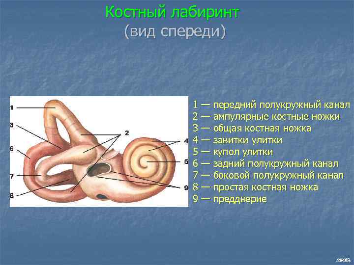 Схема строения ампулярного гребешка