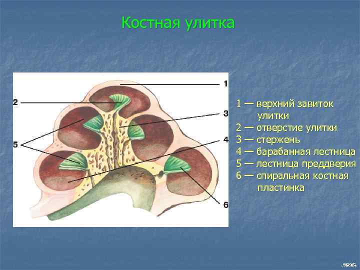 Костная улитка 1 — верхний завиток улитки 2 — отверстие улитки 3 — стержень