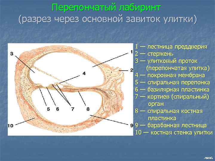 Стенки улиткового протока