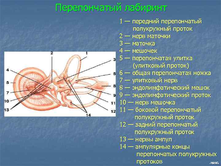 Перепончатый лабиринт 1 — передний перепончатый полукружный проток 2 — нерв маточки 3 —
