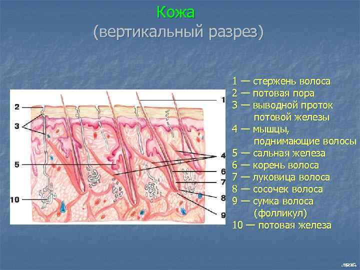 Кожа (вертикальный разрез) 1 — стержень волоса 2 — потовая пора 3 — выводной