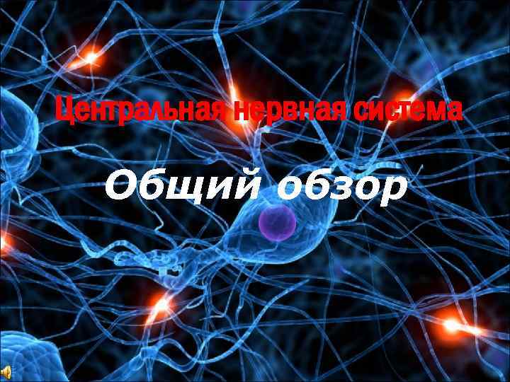 Центральная нервная система Общий обзор 