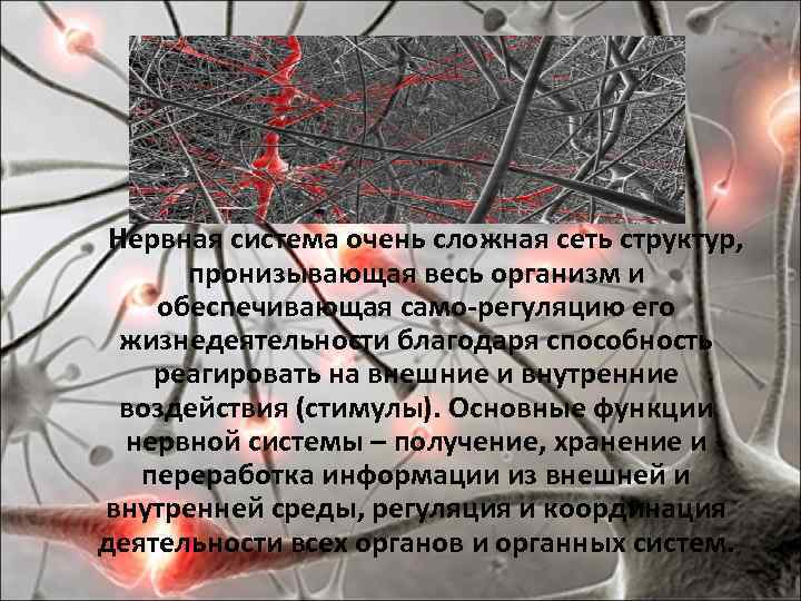  Нервная система очень сложная сеть структур, пронизывающая весь организм и обеспечивающая само-регуляцию его