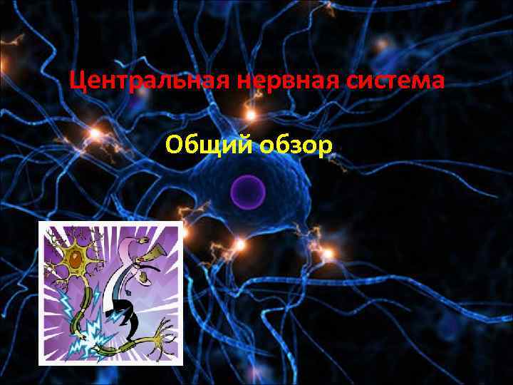Центральная нервная система Общий обзор 