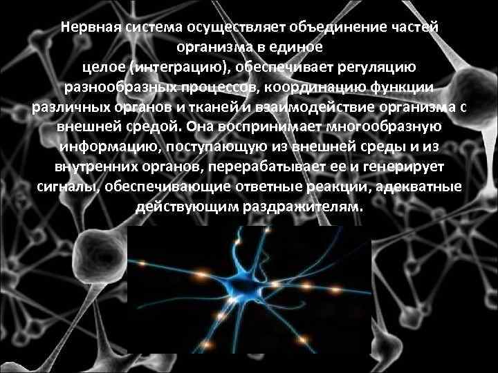 Нервная система осуществляет объединение частей организма в единое целое (интеграцию), обеспечивает регуляцию разнообразных процессов,
