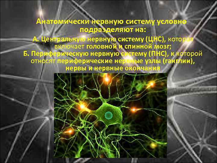  Анатомически нервную систему условно подразделяют на: А. Центральную нервную систему (ЦНС), которая включает