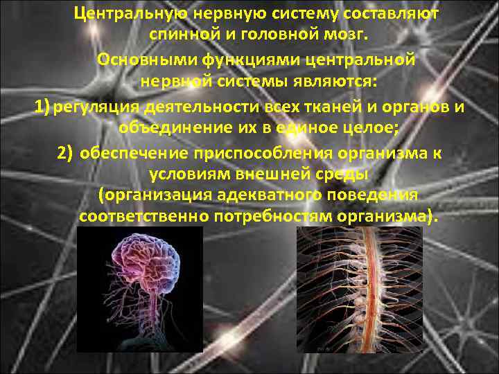  Центральную нервную систему составляют спинной и головной мозг. Основными функциями центральной нервной системы