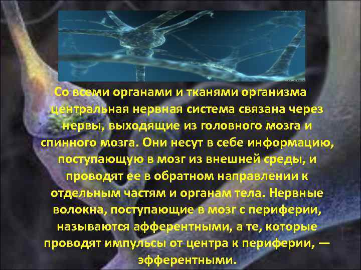 Со всеми органами и тканями организма центральная нервная система связана через нервы, выходящие из