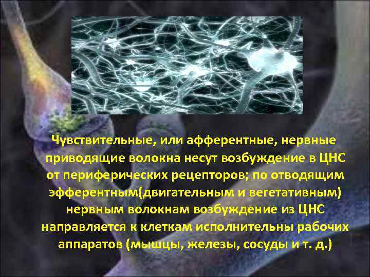  Чувствительные, или афферентные, нервные приводящие волокна несут возбуждение в ЦНС от периферических рецепторов;