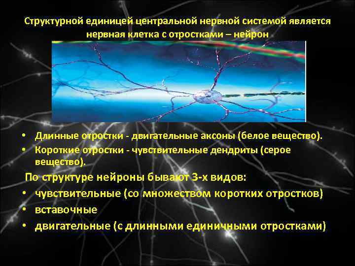 Структурной единицей центральной нервной системой является нервная клетка с отростками – нейрон • Длинные